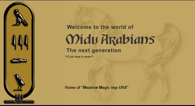 Midu Arabians